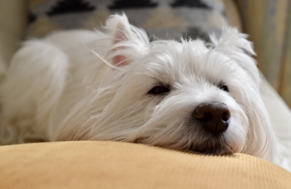 シニア犬を飼っている人が食事で悩んでいること３選｜シニア犬のペットフードなら元就工房