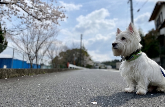 シニア犬になるとかかりやすくなる病気は？｜健康維持を手助け｜ペットフード専門店の元就工房