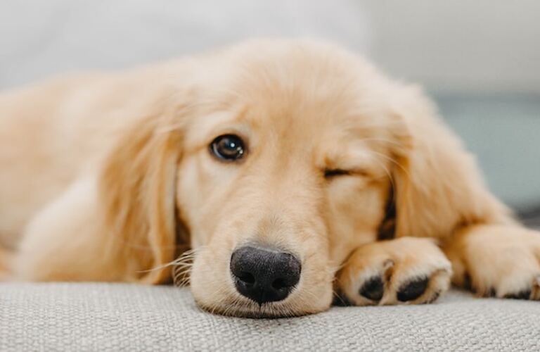 シニア犬にとって低脂質が必要な理由｜ドッグフード専門店の元就工房