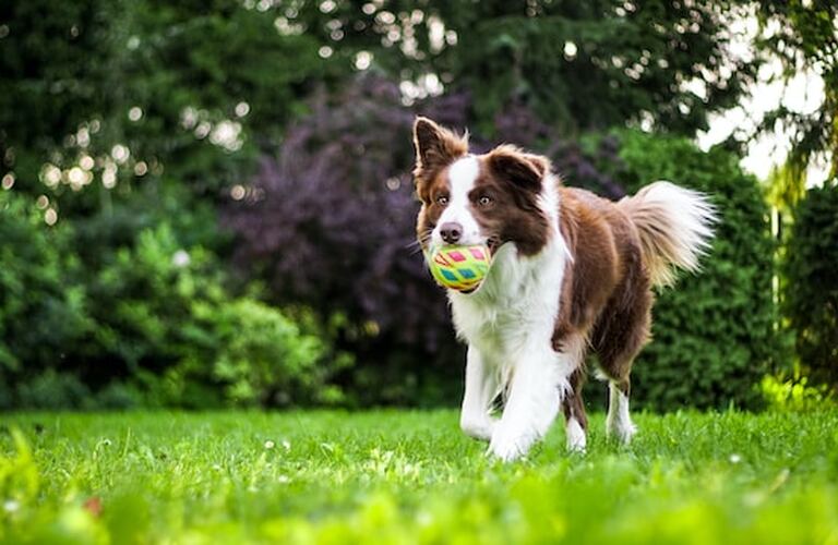 シニア犬に欠かせない食事｜鹿肉ジャーキーの魅力について｜元就工房