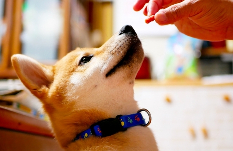 シニア犬の免疫力を高める鹿肉ジャーキー｜ドッグフード専門店の元就工房