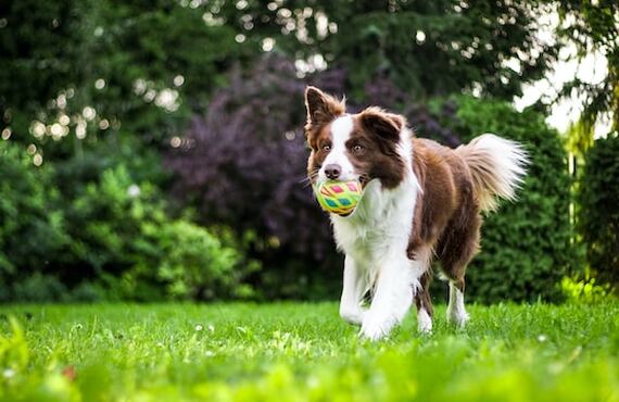 シニア犬の食欲をそそる鹿肉フレーク｜鹿肉の元就工房