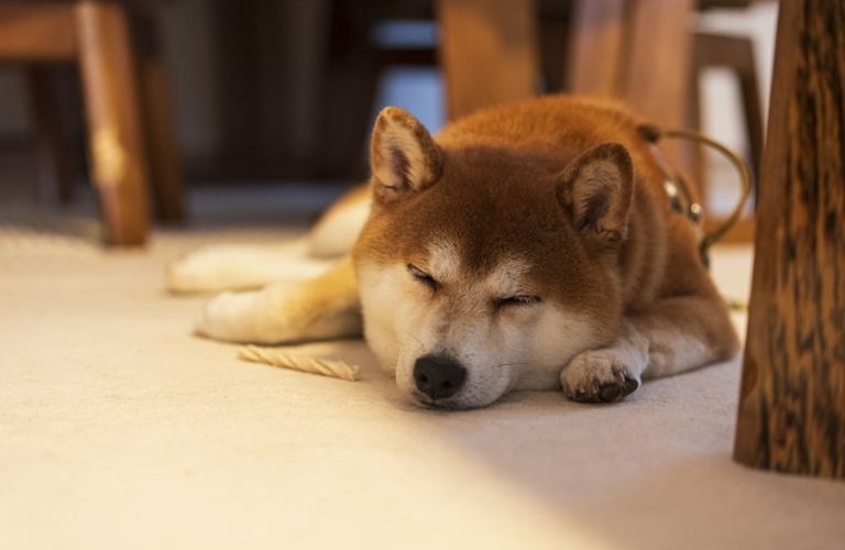 ご飯を食べなくなったシニア犬の食欲を取り戻す鹿肉ジャーキー｜鹿肉ジャーキーの元就工房