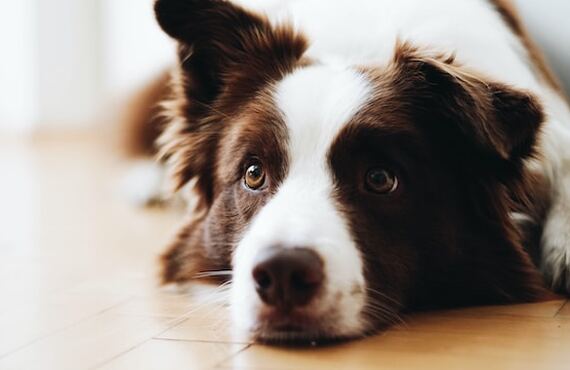 鹿肉ジャーキーでシニア犬の消化器の健康をサポート：鹿肉ジャーキーの元就工房