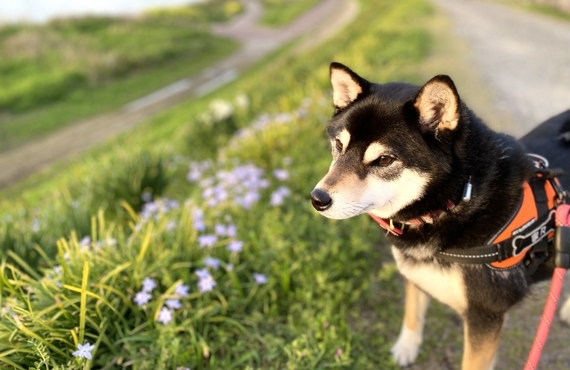 鹿肉を使ったドッグフードがシニア犬にいい理由｜鹿肉ジャーキー専門店の元就工房