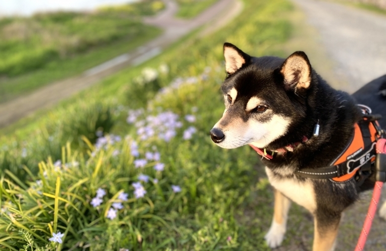 鹿肉を使ったドッグフードがシニア犬にいい理由｜鹿肉ジャーキー専門店の元就工房