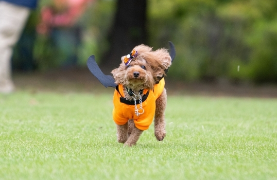 小型犬に鹿肉ジャーキーを与える適切な量について｜元就工房