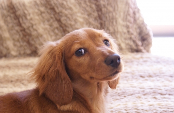 犬の毛並みを改善！鹿肉ジャーキーの魅力について｜元就工房