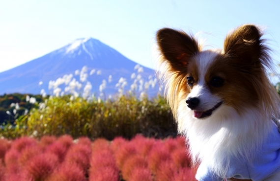 シニア犬のための脂質抑えた鹿肉ジャーキーが人気！通販で手に入る！｜元就工房