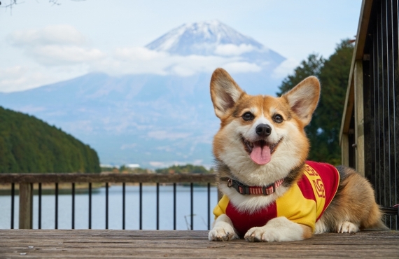 シニア犬の健康維持にはこれが欠かせない！栄養素の秘密とは？