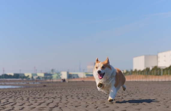 シニア犬の健康に！鹿肉ダイエットフードがおすすめの理由とは？｜元就工房