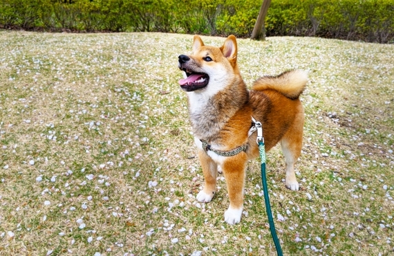 老犬の食欲を喚起！鹿肉ジャーキーが注目を集める理由とは