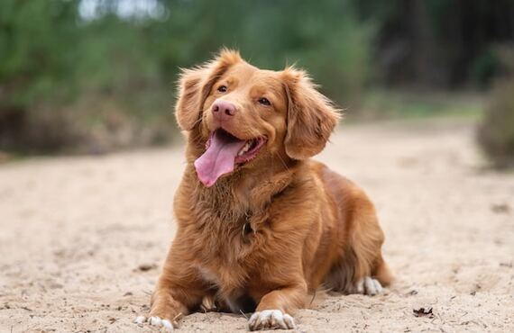 シニア犬になるとかかりやすい病気と対策について！鹿肉ジャーキーで健康管理の鍵を手に入れよう｜元就工房