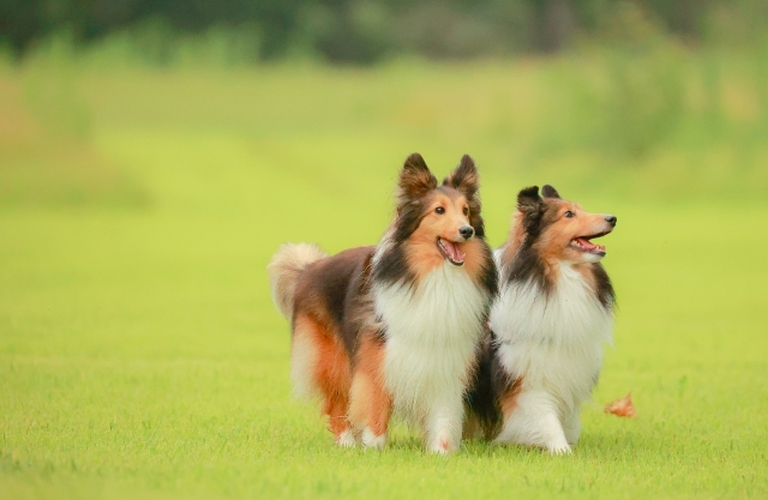 シニア犬の食欲不振と栄養補給の方法