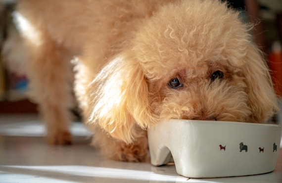 鹿肉のアミノ酸がもたらすシニア犬の健康効果とは？｜ペットフード専門の元就工房