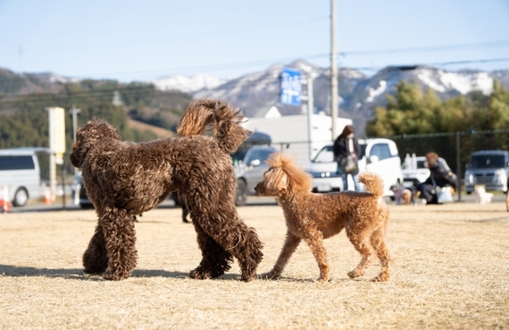 シニア犬におすすめ！栄養豊富な無添加鹿肉ジャーキーとは？