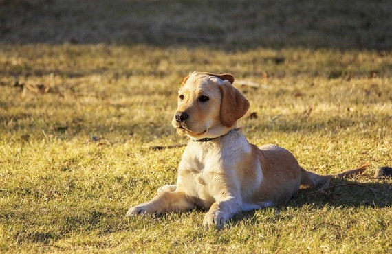 シニア犬におすすめ！アレルギー対応と栄養満点の無添加鹿肉フード【通販】