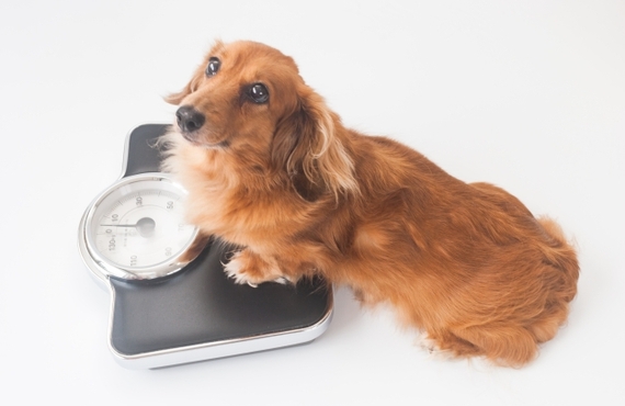 老犬のダイエットに最適！国産鹿肉ジャーキーが人気急上昇の理由とは？｜ペットフード専門の元就工房