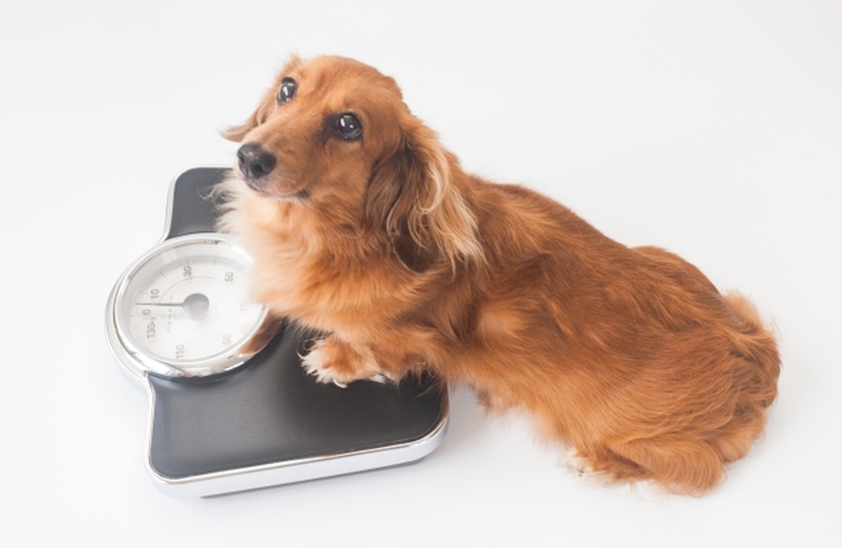 老犬のダイエットに最適！国産鹿肉ジャーキーが人気急上昇の理由とは？｜ペットフード専門の元就工房