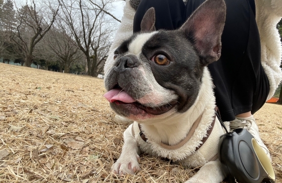 シニア犬の肥満におすすめ！鹿肉ジャーキーの魅力について｜ペットフード専門の元就工房
