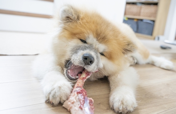 シニア犬の肥満体質に潜むリスクとは？通販でできる予防法とは｜ドッグフードで健康を考える元就工房