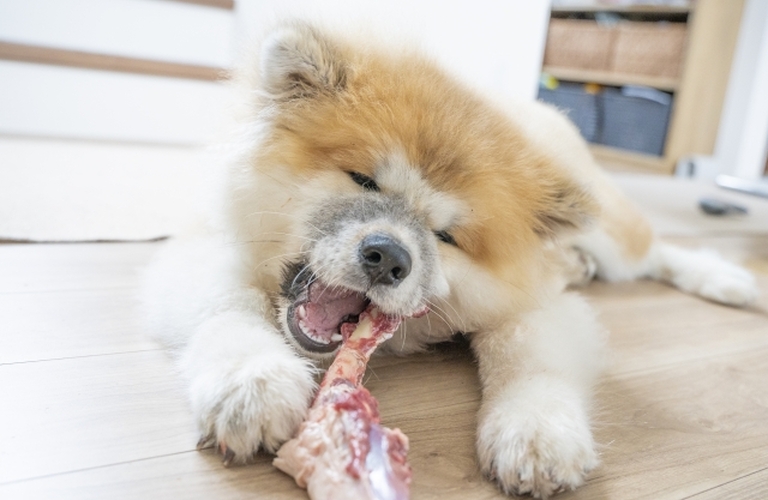 シニア犬の肥満体質に潜むリスクとは？通販でできる予防法とは｜ドッグフードで健康を考える元就工房