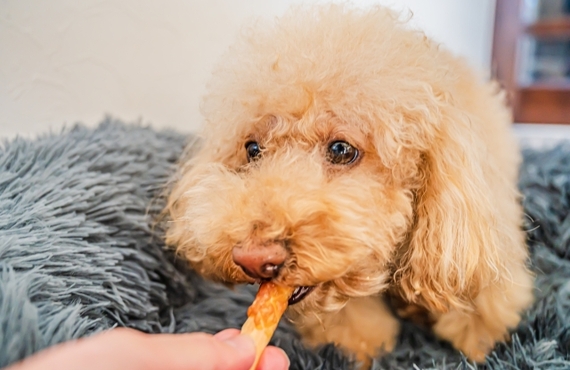 鹿肉ジャーキーの健康効果と老犬へのオススメポイント