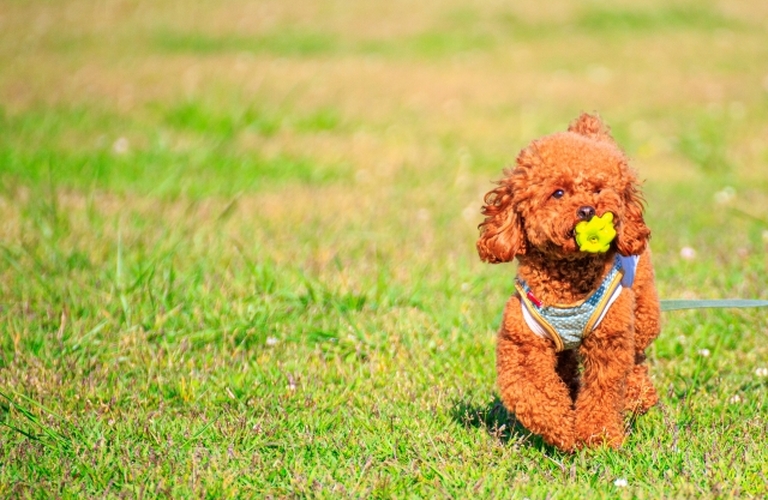 老犬のための無添加鹿肉ジャーキーが通販でお買い得！
