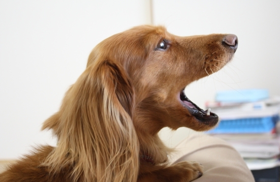シニア犬に優しい！涙やけ解消に効果的な鹿肉ジャーキー｜元就工房の鹿肉ジャーキー