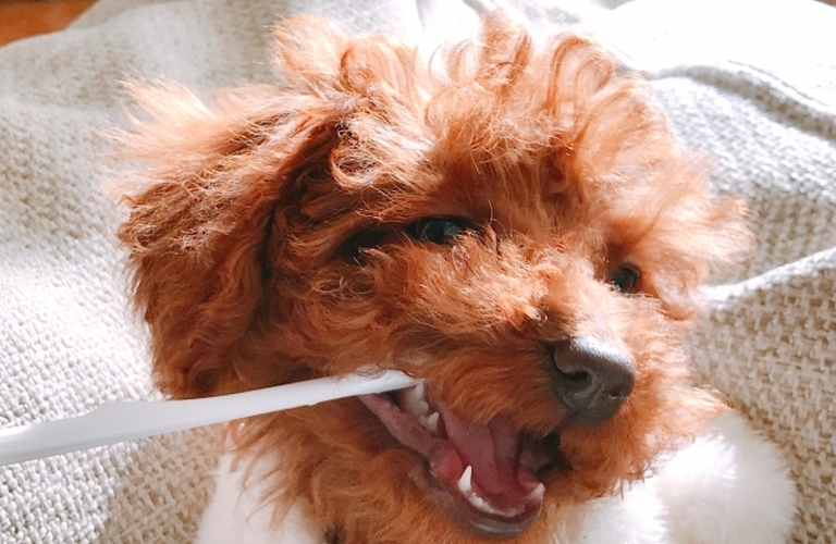 鹿肉ジャーキーで小型犬の糖尿病をサポート！通販で手軽に入手可能！