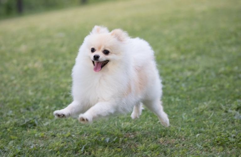 小型犬にぴったり！栄養バランス抜群の鹿肉ジャーキーで消化不良を解消しよう｜元就工房