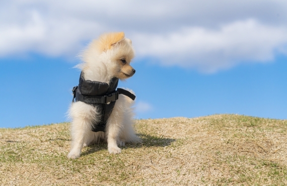 鹿肉の健康効果を実感！小型犬の免疫力UPに最適なジャーキー｜鹿肉ジャーキーの元就工房