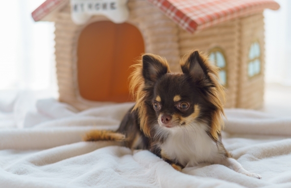 小型犬のしつけに最適！鹿肉ジャーキーについて｜ペットフードの元就工房