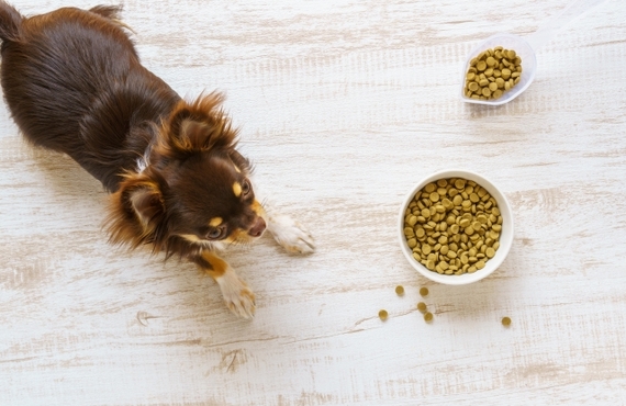 元気に食べてもらおう！小型犬の食欲不振を改善する鹿肉ジャーキーの秘密｜ペットフード元就工房
