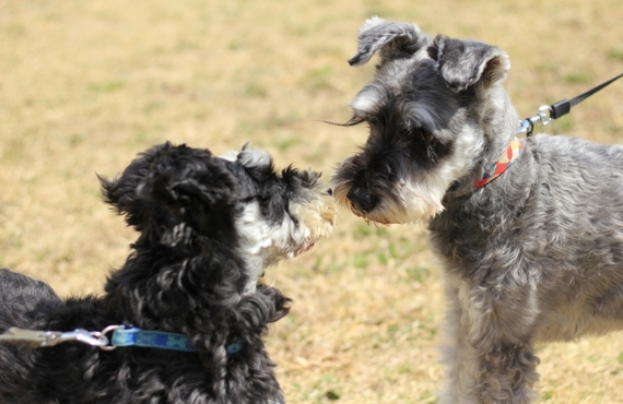 鹿肉で小型犬の皮膚病を改善！通販で手に入る最適な食材とは？