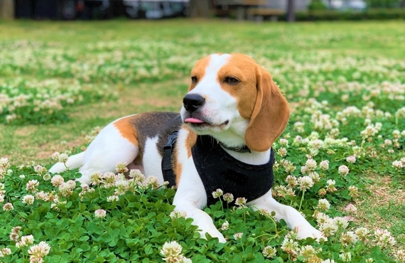 鹿肉ジャーキーで小型犬の認知症予防！通販で手軽にゲットしよう｜元就工房