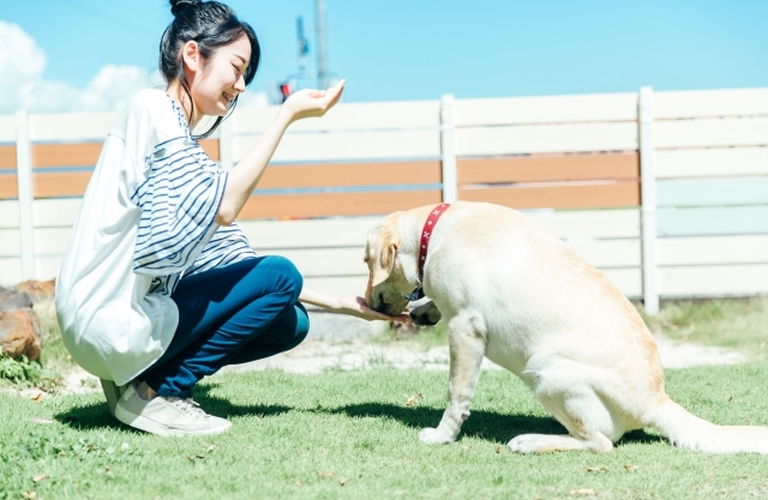 高齢犬になるとかかりやすい病気！鹿肉ジャーキーのおやつで対策｜元就工房の鹿肉ジャーキー