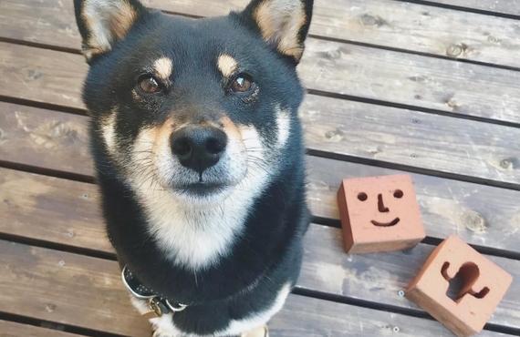 高齢犬のための栄養満点！鹿肉ジャーキーのダイエット効果とは？｜元就工房