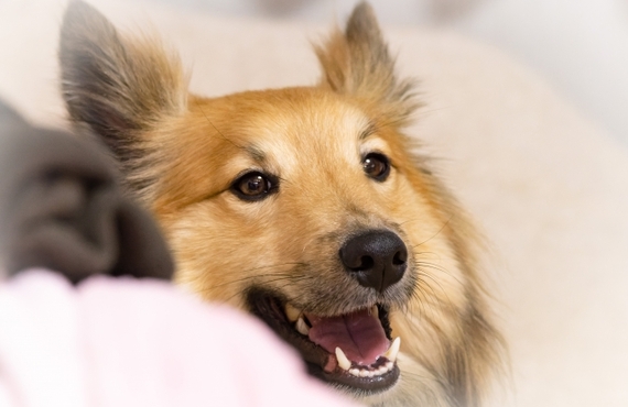 高齢犬の関節炎対策に効果的な鹿肉ドッグフードをご紹介｜元就工房