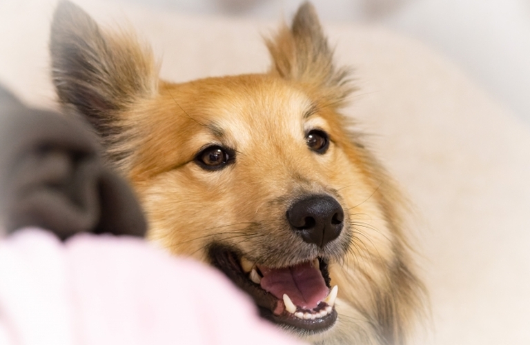 高齢犬の関節炎対策に効果的な鹿肉ドッグフードをご紹介｜元就工房