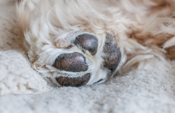 犬の膵炎の改善に効果的な鹿肉ジャーキーの効果とは？｜元就工房