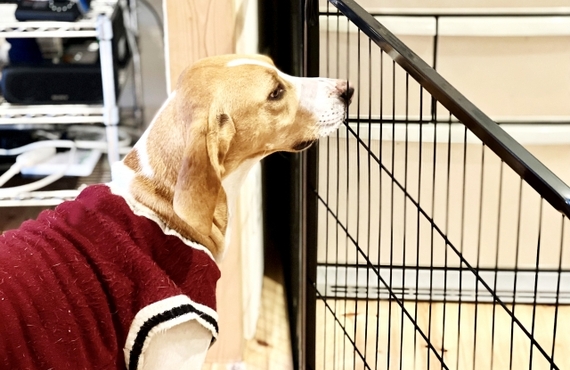 涙やけ解消の新提案！鹿肉ジャーキーでシニア犬の健康サポート｜元就工房