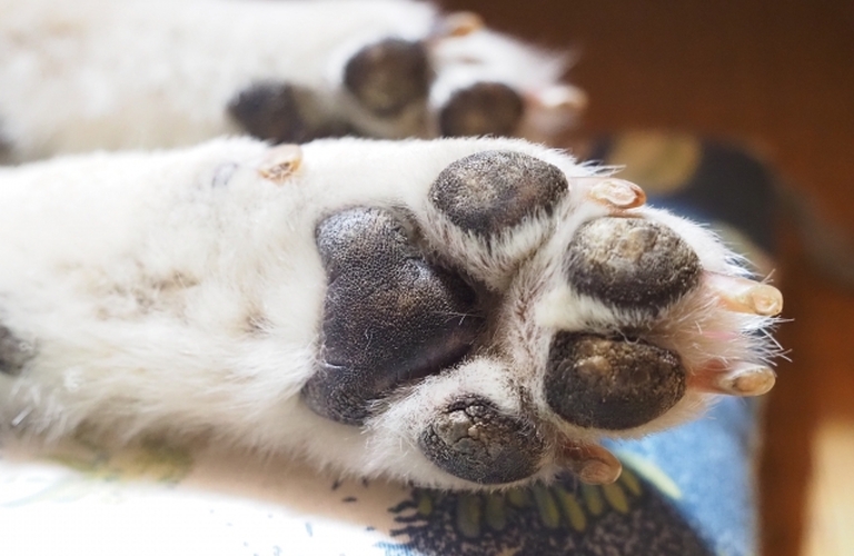 高齢犬のがんリスクを下げる！鹿肉ジャーキーの効果とは？