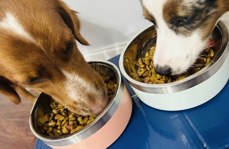 小型犬の涙やけを改善！鹿肉ジャーキーで効果的な対処法を紹介