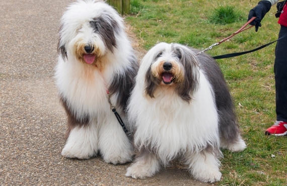 大型犬の涙やけを鹿肉ジャーキーで改善！