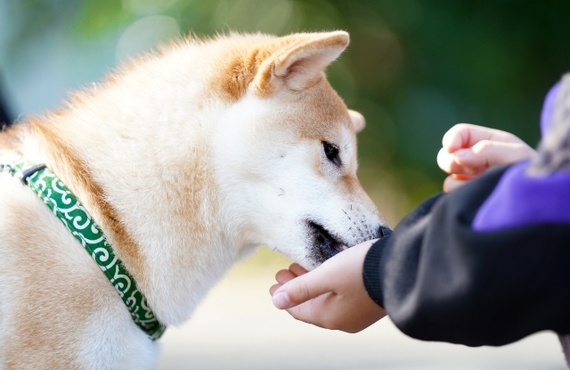 愛犬のための鹿肉ジャーキーの効果的な与え方を徹底解説！