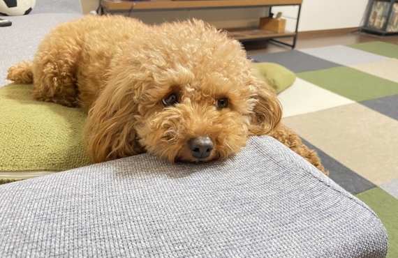 老犬の食欲低下で悩んでる方へ！鹿肉ジャーキーで食欲促進の効果とは！｜鹿肉専門の元就工房