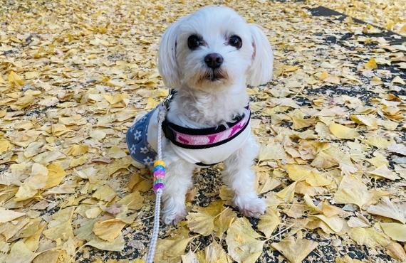 愛犬の皮膚炎にお困りの方！アレルギー対策！無添加の鹿肉ジャーキーについて！｜ペットフードの元就工房