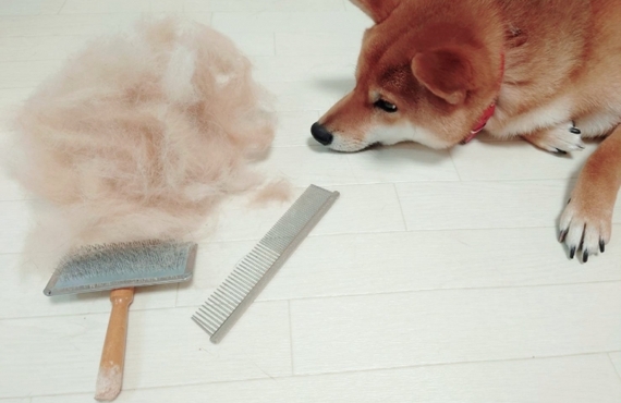 老犬の皮膚トラブルに効果的な天然鹿肉ジャーキーの魅力
