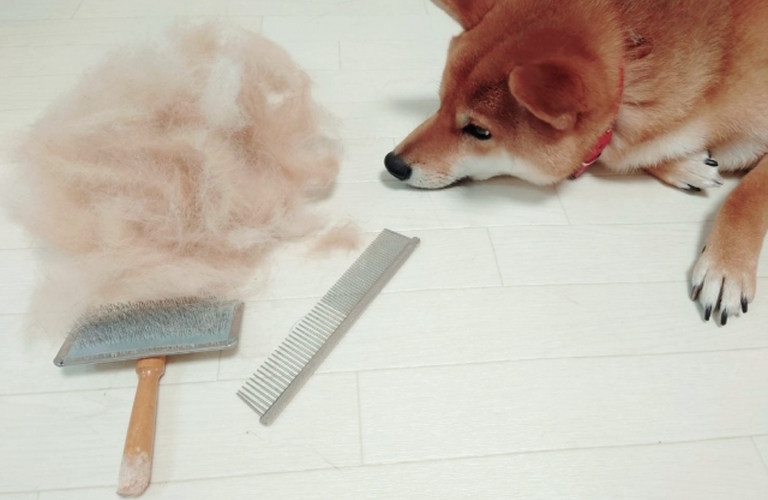 老犬の皮膚トラブルに効果的な天然鹿肉ジャーキーの魅力